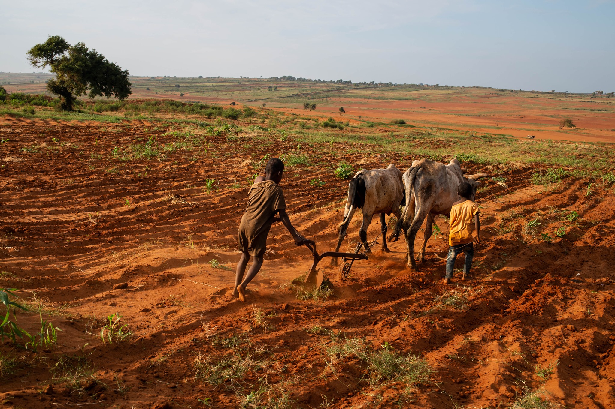 Desertification and repeated drought is causing famine like conditions in Madgascar Grand Sud region. Photo: OCHA / Viviane Rakotoarivony