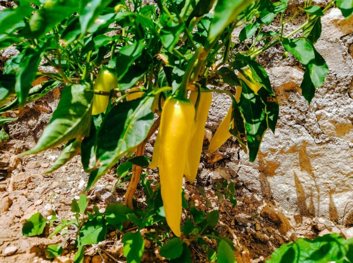 “We’re Planting Hope”: Jamaica and Mexico unite for Agricultural Recovery in the aftermath of Hurricane Melissa